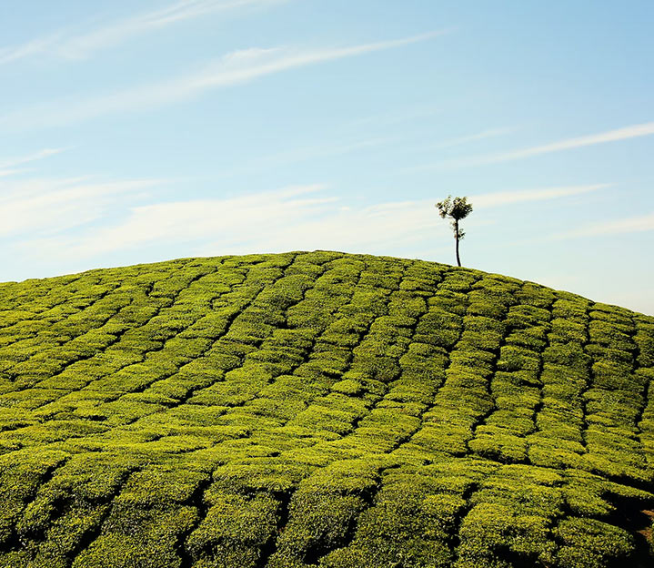Agribisnis